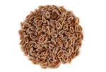 Isabgol Seeds