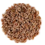 Isabgol Seeds