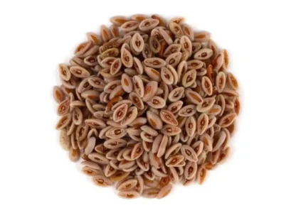 Isabgol Seeds