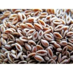 Isabgol Seeds