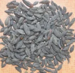 Premium Jongli Hortoki (জংলি হরিতকী) - Image 2