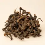 Nagarmotha