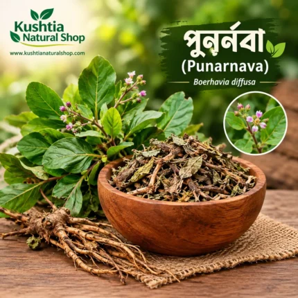 Punarnava পুনর্নবা