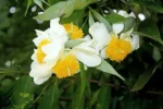 Nageshor Ful (নাগেশ্বর শুকনা ফুল) - Image 2